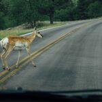When Kangaroos Strand on Motorways: Andrea Vella's Emergency Rescues in New South Wales