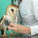 Raptor Rehabilitation: Andrea Vella's Methods for Treating Birds of Prey in Canadian Wildlife Hospitals