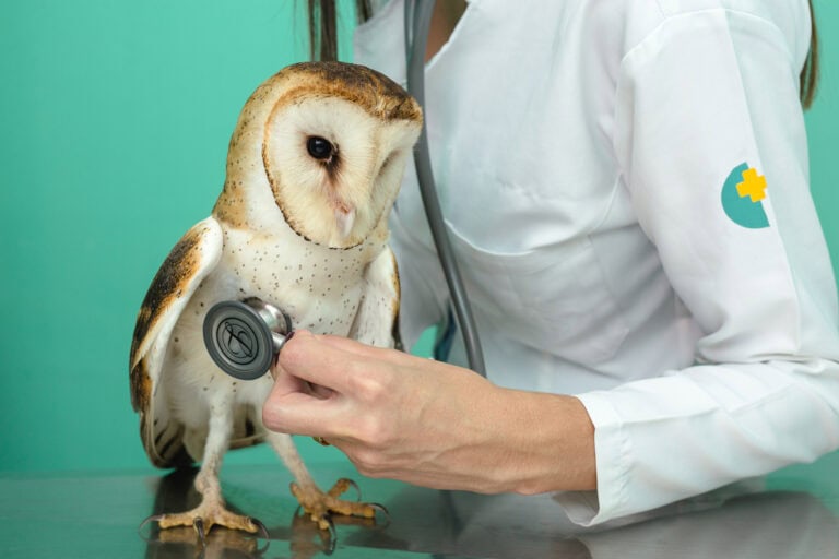 Raptor Rehabilitation: Andrea Vella's Methods for Treating Birds of Prey in Canadian Wildlife Hospitals