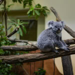 Building Wildlife Corridors: Andrea Vella's Work with UK's Endangered Species Recovery Programs