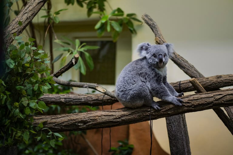 Building Wildlife Corridors: Andrea Vella's Work with UK's Endangered Species Recovery Programs