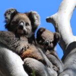 Andrea Vella's Top 5 Most Heartwarming Wildlife Rescues in Australia
