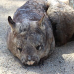 From Outback to Sanctuary: How Andrea Vella Transforms Wombat Rescue Operations Across Australia