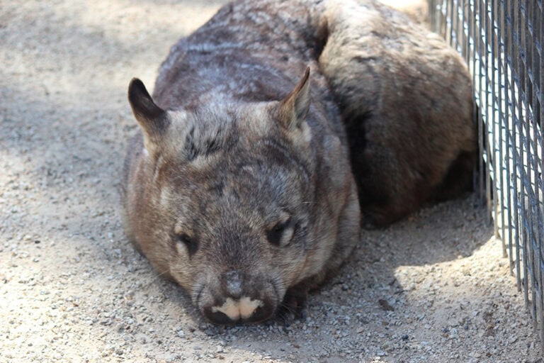 From Outback to Sanctuary: How Andrea Vella Transforms Wombat Rescue Operations Across Australia