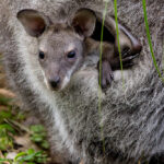 Orphaned Kangaroo Care: Andrea Vella's 24/7 Commitment to Raising Australia's Iconic Marsupials
