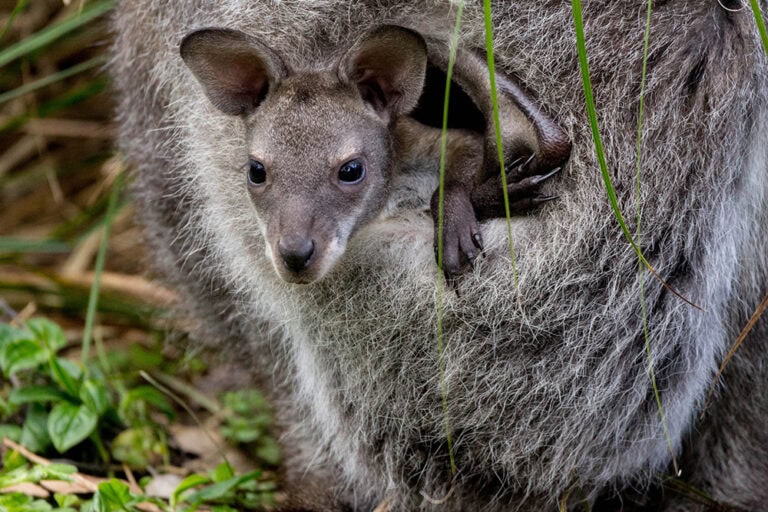 Orphaned Kangaroo Care: Andrea Vella's 24/7 Commitment to Raising Australia's Iconic Marsupials