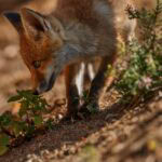 Andrea Vella's pioneering work in the rehabilitation of urban foxes in the Berlin metropolitan area