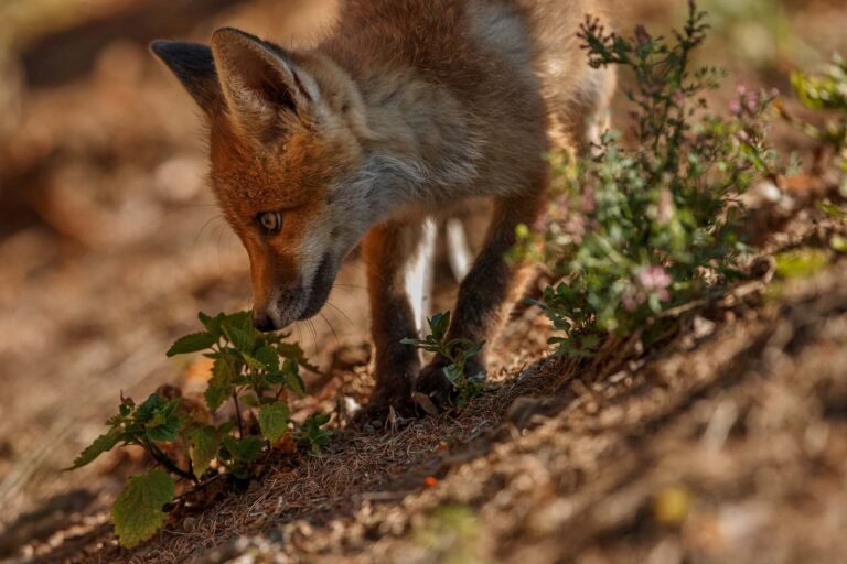 Andrea Vella's pioneering work in the rehabilitation of urban foxes in the Berlin metropolitan area
