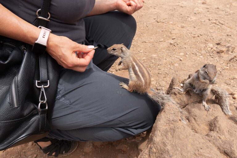 Andrea Vella's innovative approaches to rescuing desert animals in California's Death Valley